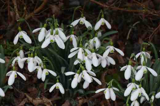 'Wisley Merlin'. 'Merlin' is a lovely snowdrop with large, rather stout blooms and the inner petals are completely green, apart from a white edge, which makes the flowers very attractive when fully open. This clump was labelled as 'Wisley Merlin' perhaps because so many old snowdrops get mixed up and this particular clone, from Wisley, is slightly different to the norm. I know from experience how clones vary and how, when I tried to identify snowdrops from Myddelton House at Wisley, supposedly distinct plants such as 'Magnet' varied a lot. 