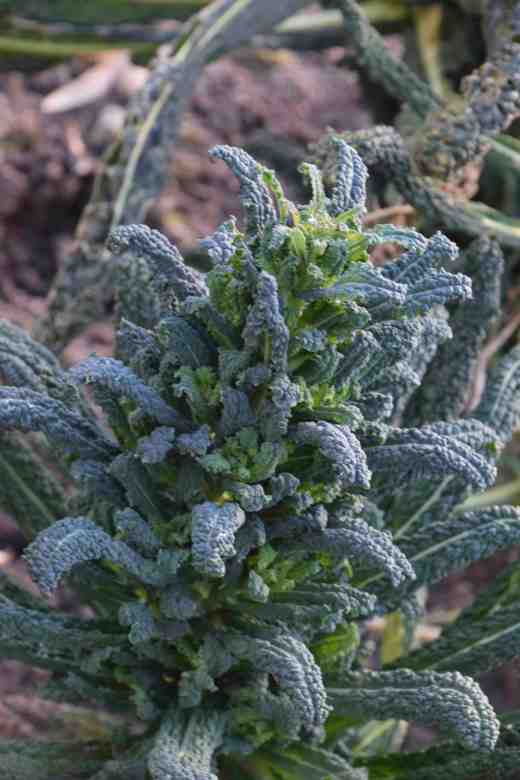 kale cavalo nero spring