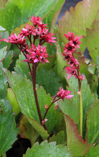 mukgenia-novae284a2-flame_thumb