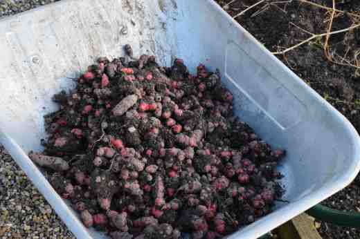 oca barrow
