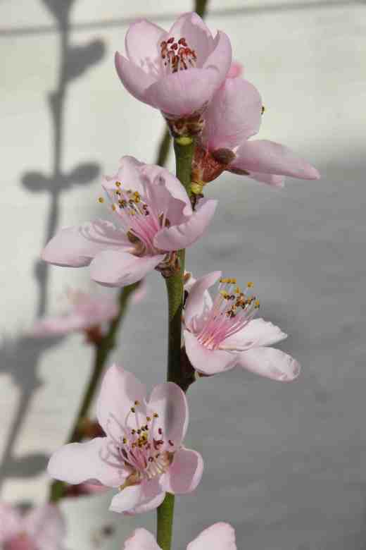 peach pol
