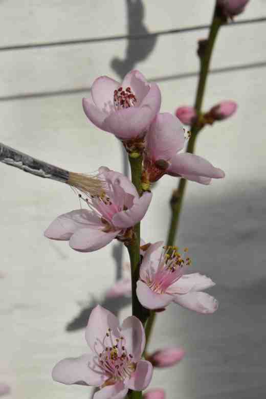 peach pollination