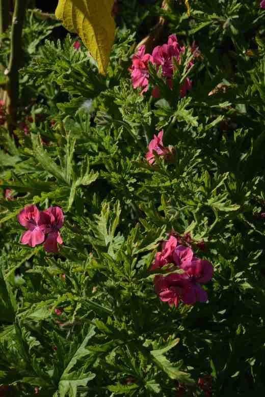 'Lara Starshine' in August