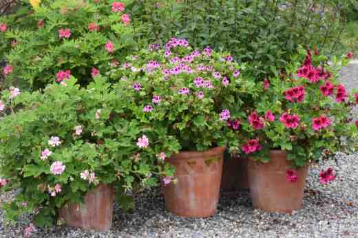 Pots of scented leaf pelargoniums last summer including, from front left: 'Sweet Mimosa', 'Orange Fizz' and 'Ashby' and 'Lara Starshine' at the back