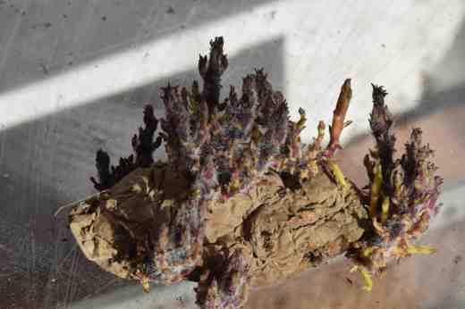 Potato 'Mayan Twilight' tubers struggling to grow after a year's wait