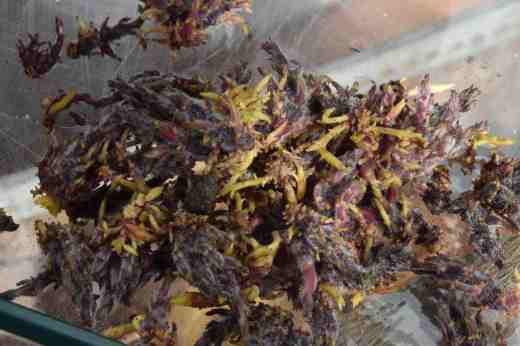 The shoots were removed ready for planting