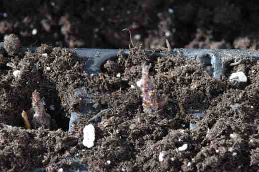 The little shoots potted individually. Growth was instant once they were watered.