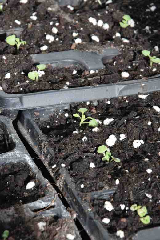 The seedlings will not grow much for a few days after transplanting and should be kept in shade but, once settled, they should grow away well. Be careful to keep them moist but do not overwater them.