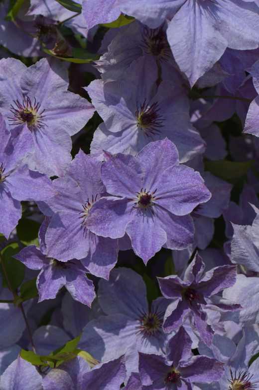 Clematis 'Skyfall' Photo copyright