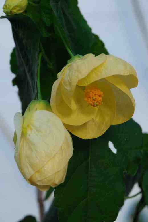 abutilon good morning copy