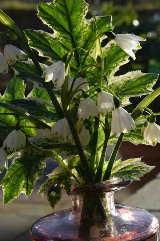 acanthus white 3