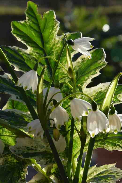 acanthus white 4