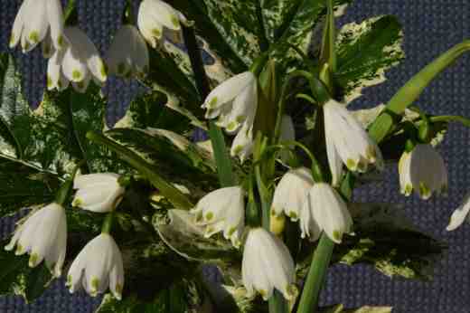 acanthus white