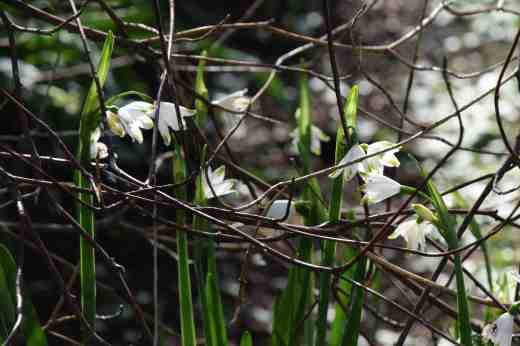 Leucojum aestivum