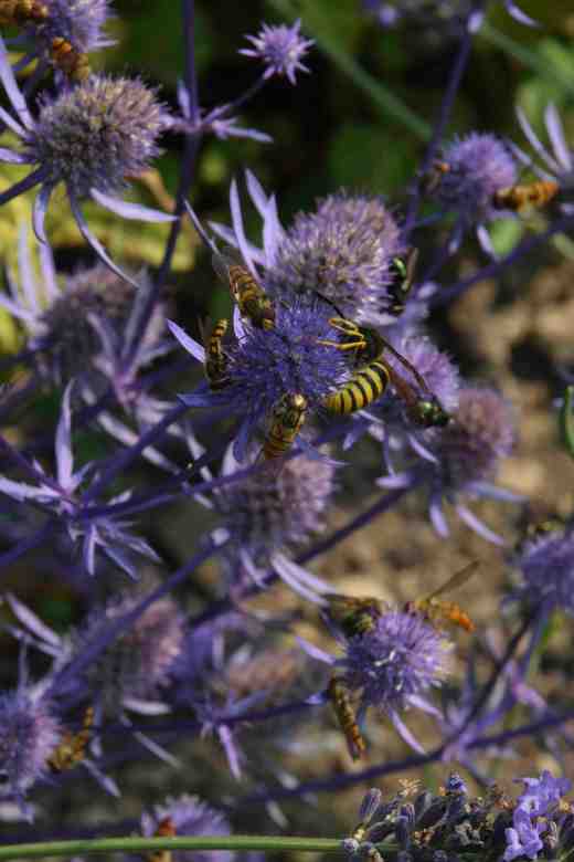 Eryngium 'Jade Frost'