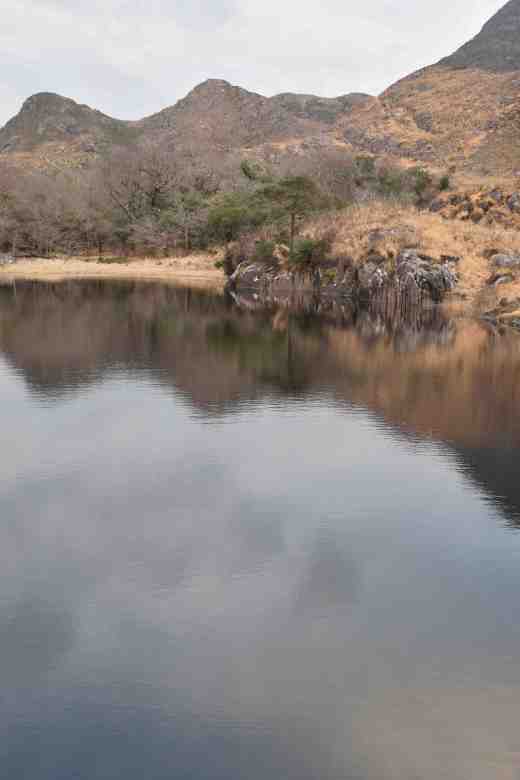 Was it growing near Ladies' View? I didn't see it there!