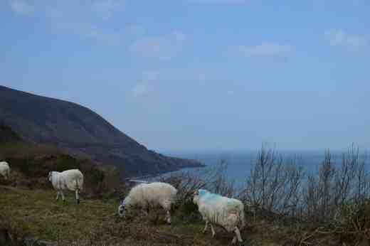 Sheep at King's Head
