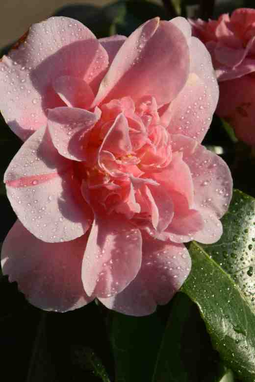 camellia ardoch2