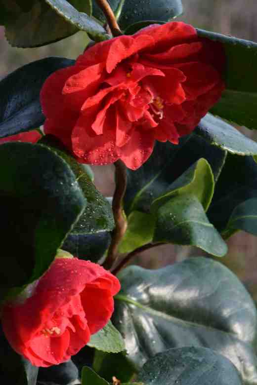 camellia curly lady