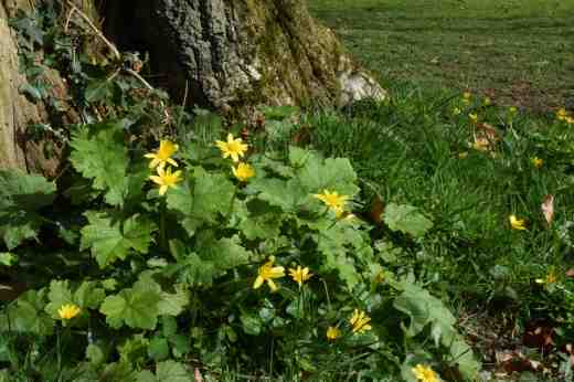 celandine kilm