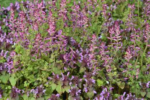 fumitory