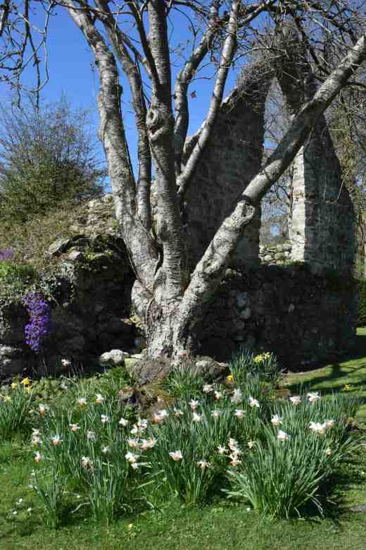 Pink daffs under a cherry beside the abbey.