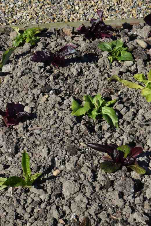 lettuce planted