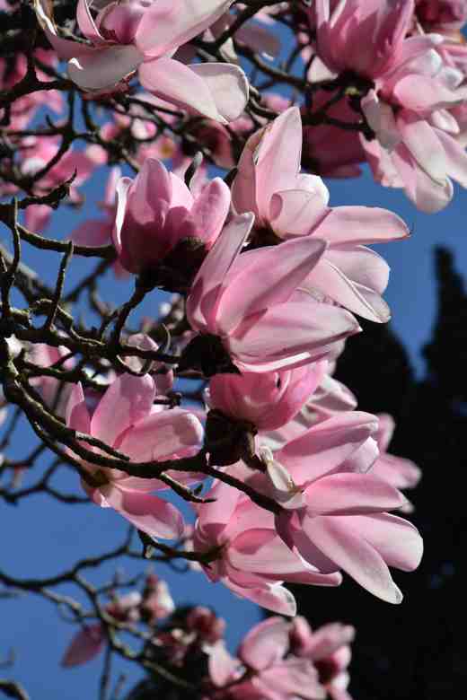 magnolia campbelli copy