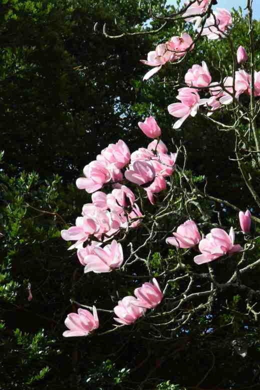 magnolia campbelli3