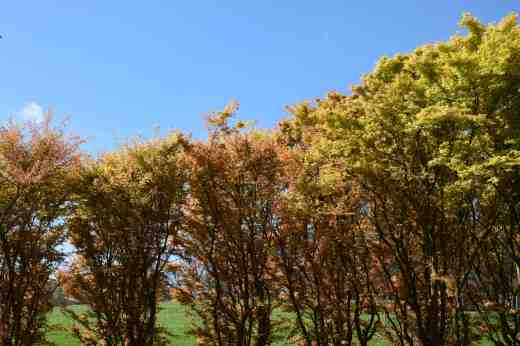 A mass of Japanese acers