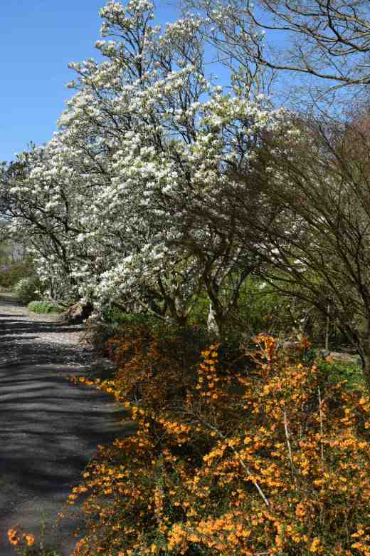 Magnolias and Berberis