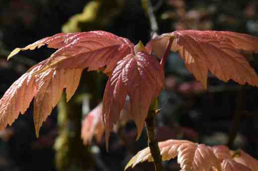 New leaves on Acer pseudoplatanus 'Brilliantissima'