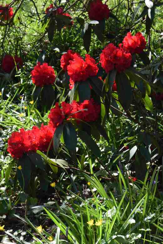 Red rhododendron