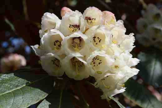 Another big-leaf rhodo