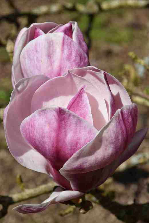 Magnolia x soulangeana cultivar