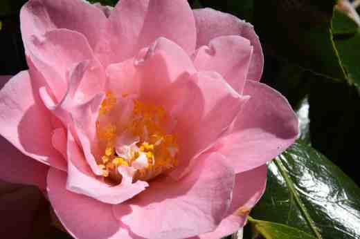 Pink camellia