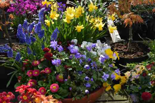 The small garden centre is closed at the moment but there are plants for sale at the garden entrance, including these beautifully planted pots and troughs