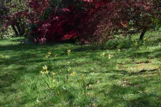 The 'spare' 'Hawera' bulbs were planted in grass under Japanese maples. The bulbs from the basket will go here when they die down.