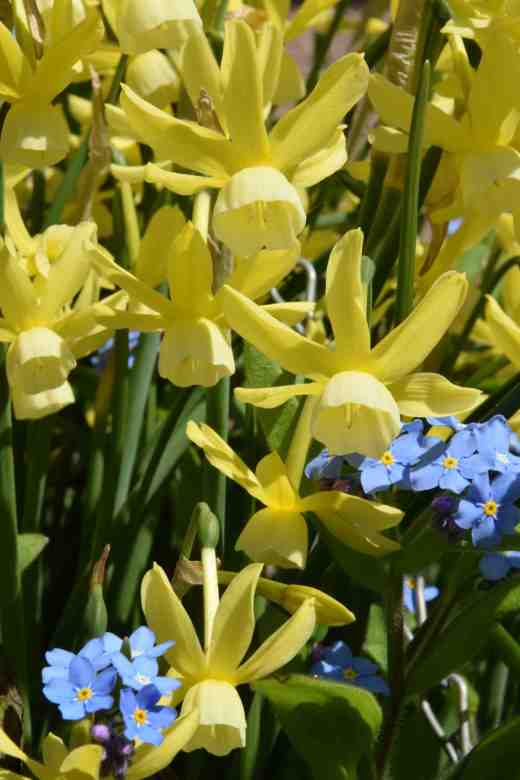 'Hawera' in a basket