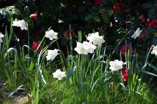 narcissus stainless3