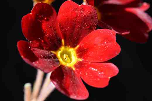 This red polyanthus has the look of a Barnhaven 'Cowichan' although it is just a random plant I bought last year