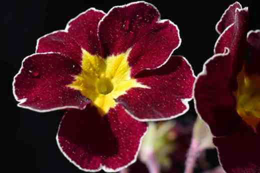 A red polyanthus with a white rim - maybe it is a far descendent of a silver-laced polyanthus