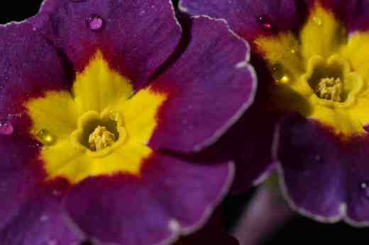A common, seed-raised polyanthus