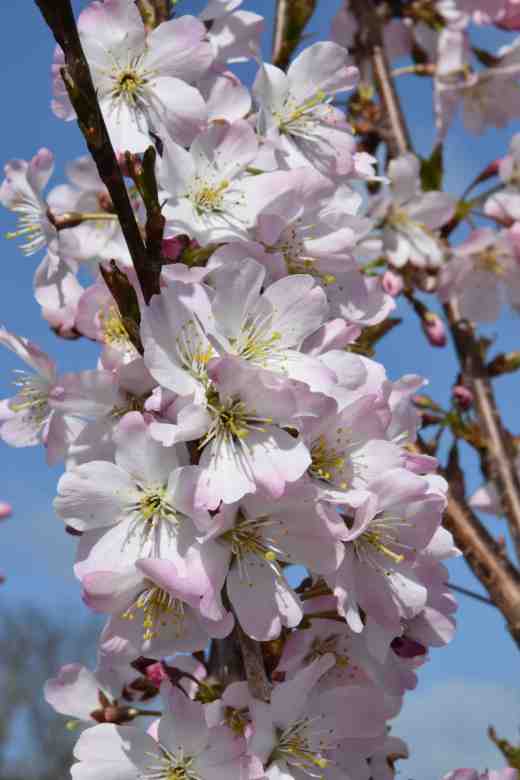 prunus pandora 4