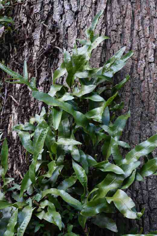 pyrrosia lingua tree