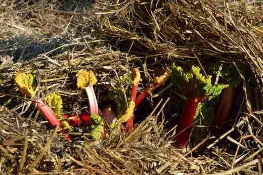 rhubarb april 15