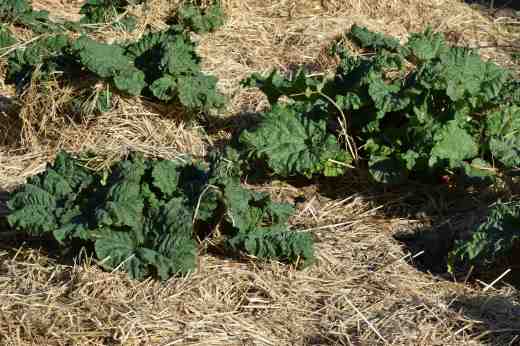 rhubarb april 153