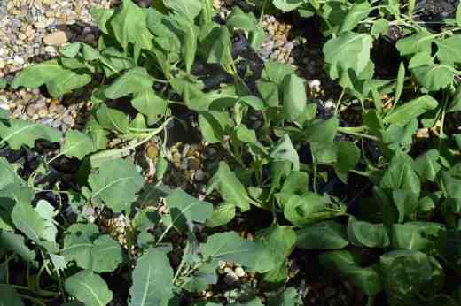 The first batch of calabrese (bottom left) and cabbage have just been put outside. They are very leafy and, in the sunny, windy conditions outside are prone to drying out and wilting. A few days more and they will get over that and will be ready to plant out. The calabrese should have cropped by early June and they will be planted around the edge of the bed where I am planting the courgettes so will be removed as the courgettes need more room.