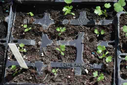 This year I am determined to grow some decent celeriac and am giving them an early start. It was F1 hybrid seed and I only got 36 seedlings out of the pack so they will have 5 star treatment