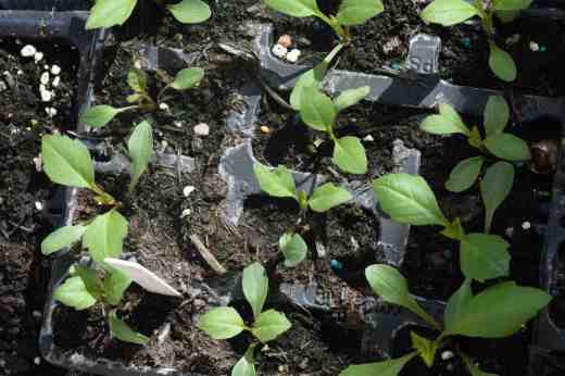 After the disappointment that was dahlia 'Fireworks' last year I am not growing any from seed this year except for these which are ex 'Twynings After Eight'. They should be similar to the parent and have dark leaves and single, white flowers tinged with pink. They were only sown two weeks ago but grow really fast. 